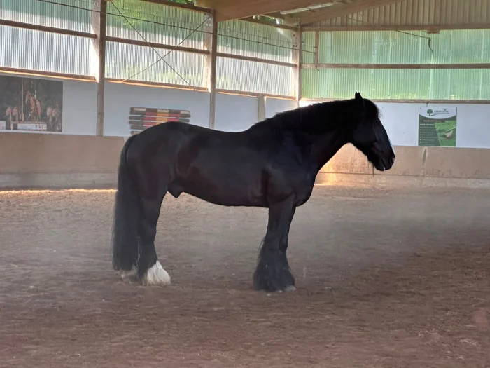 Schwarzes Pferd mit weißem Fesselhaar steht in einer überdachten Reitarena.