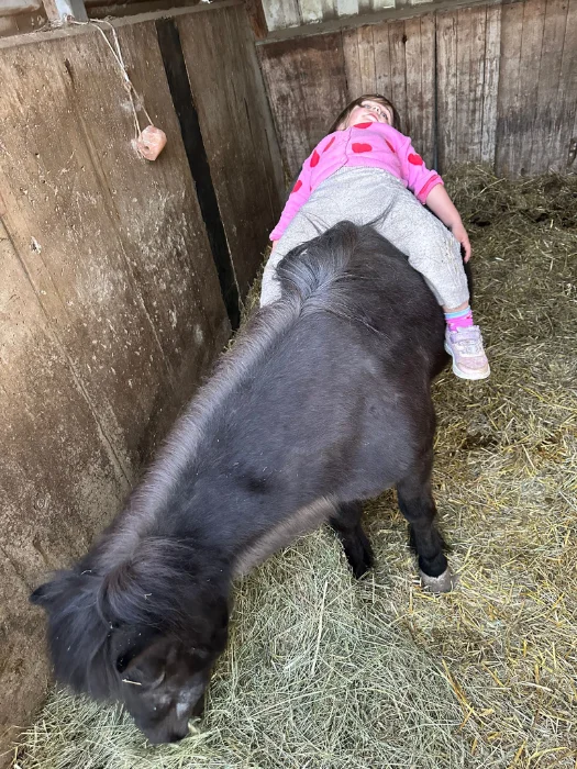 Kind liegt auf dem Rücken eines kleinen schwarzen Ponys in einer Stallumgebung.