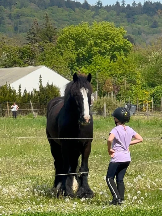 Ein Mädchen mit Reithelm steht vor einem großen schwarzen Pferd auf einer grünen Wiese.