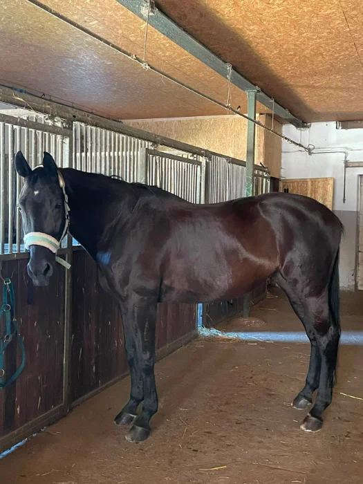 Schwarzes Pferd steht in einem Stall neben geschlossenen Boxentüren.