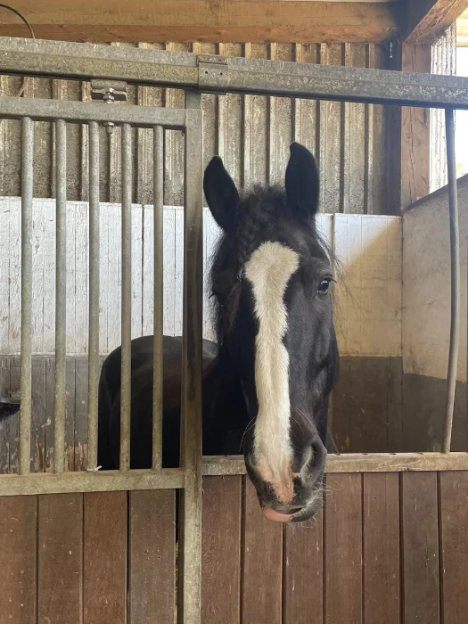 Ein schwarzes Pferd mit weißer Gesichtszeichnung schaut aus einem Stall mit Boxentüren.