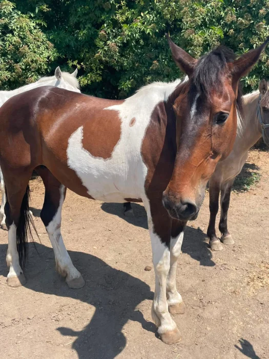 Braunes und weiß geschecktes Pferd steht auf staubigem Boden vor grünen Büschen.